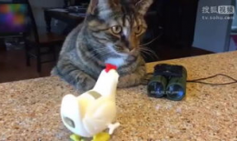 猫搞笑视频,萌态百出，笑料连连